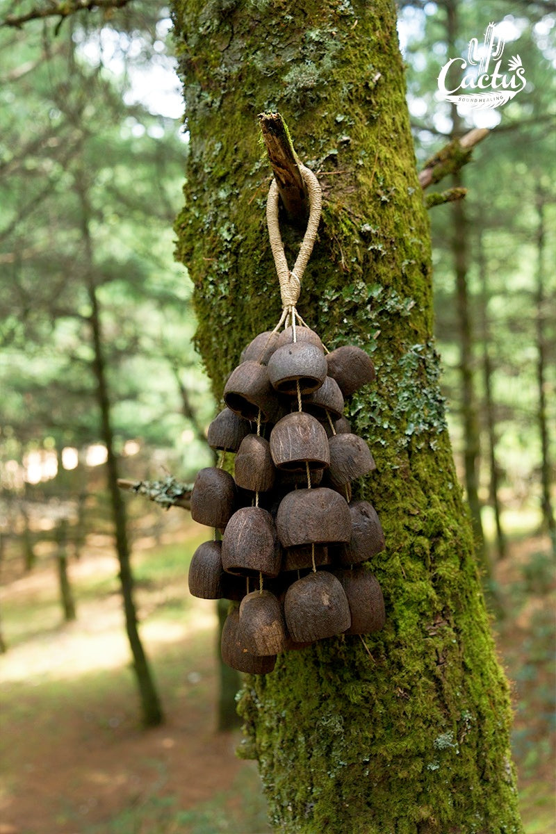 Seed Shaker | Handmade Salin Water Bellwood Seed Shell Hand Bell – Natural Rainforest Decor